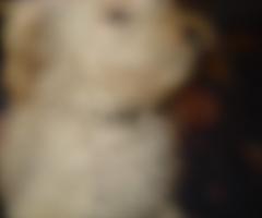 blurring dog