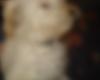 blurring dog