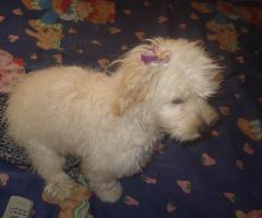 Dog wallpapers