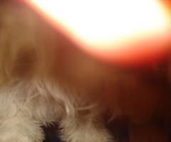 dog skin
