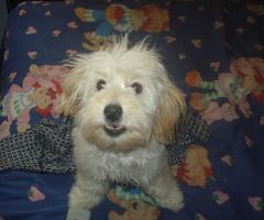 Dog photography
