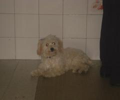 dog gallery photos