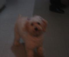 dog pictures