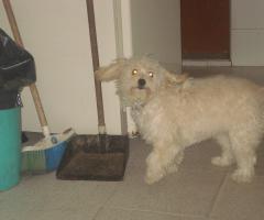 photos of my dog