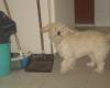 photos of my dog