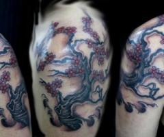 Cherry blossom tree