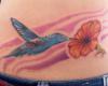 colibri & flower