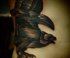 Aguila sombreada con negro