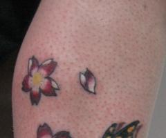 Cherry blossom