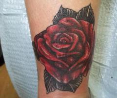 Red rose and its leaves in deep shades reflecting in-depth beauty of love