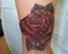 Red rose and its leaves in deep shades reflecting in-depth beauty of love