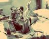 tigree!