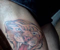 Rostro de Tigre