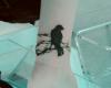Crow tattoo