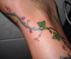 Vine