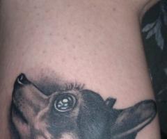 Chihuahua tattoo