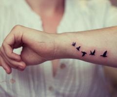 Aves en freedom