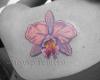 Orquidea
