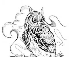 Owl drawing