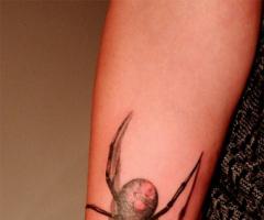 Araña con sombras