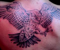 Gran aguila volando