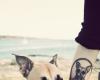 Dog portrait tattoo