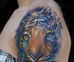 Tigre full color