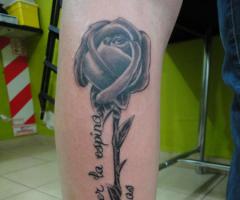 Rosa con frases