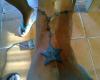 Rosario con estrella e iniciales