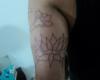 Lotus sckech