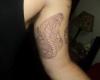 Snake sckech