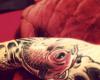 Koi Fish red design