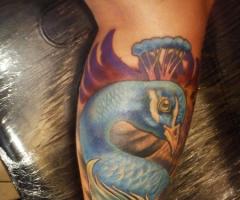 Peacock