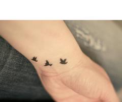 Birds