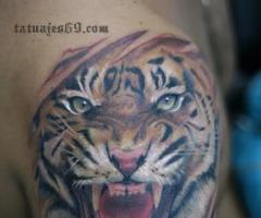 TIGRE