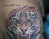 TIGRE