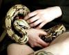 serpientes