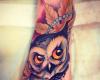 Owl picture