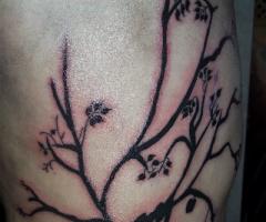 Arbol Bragado Bs As