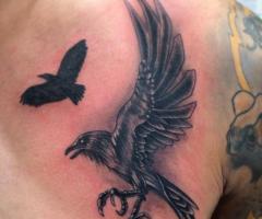 Birds flying