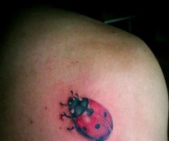 Ladybug 
