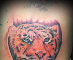 Tiger por Miguel Cely
