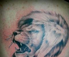 Lion por Miguel Cely