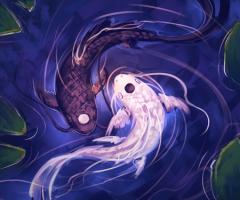 quo fish ying yang photo