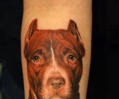 dog pitbull