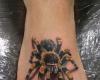 tarantula