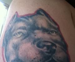 Pitbull Tattoo