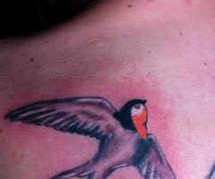 bird 1