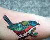 colorful bird