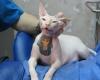 Cat kittie